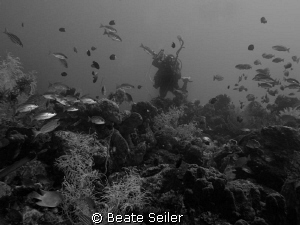 Reef with diver by Beate Seiler 